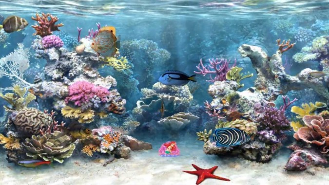 動く魚の壁紙 サンゴ礁 リーフ 海洋生物学 サンゴ礁の魚 水中 1096 Wallpaperuse