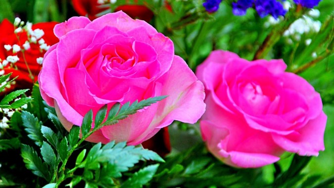 rose flower wallpaper hd free download,flower,flowering plant,petal ...
