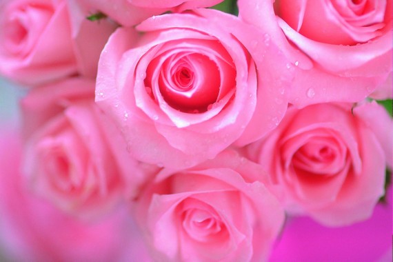 rose wallpaper hd,red,garden roses,flower,rose,petal (#43962 ...