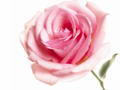 無料のピンクのバラの写真の壁紙壁紙 ピンクのバラの写真の壁紙壁紙ダウンロード Wallpaperuse 1