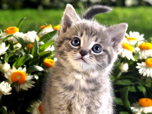 かわいいキティの壁紙 ネコ 中型から中型の猫 ネコ科 ひげ 子猫 Wallpaperuse