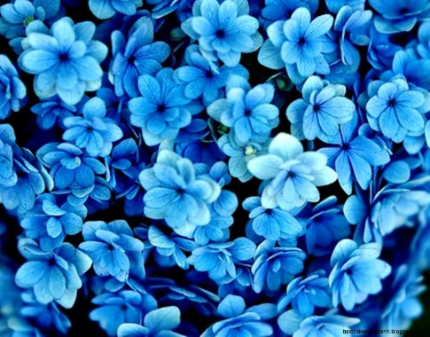 バラの壁紙のhd 青いバラ ローズ 青い 花 バラ科 Wallpaperuse