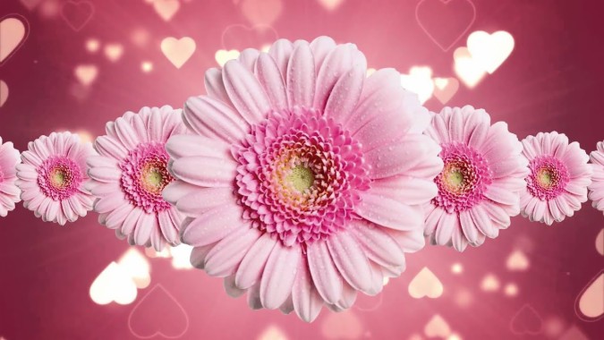 花の背景の壁紙 花 ピンク バーバートンデイジー 花弁 ガーベラ Wallpaperuse
