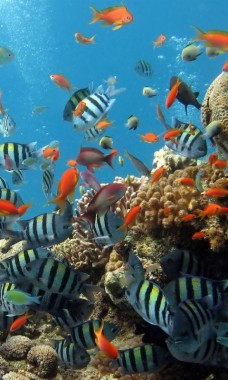 Iphoneの魚の壁紙 魚 サンゴ礁の魚 サンゴ礁 魚 海洋生物学 Wallpaperuse