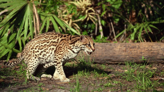 オセロット壁紙 陸生動物 野生動物 ネコ科 中型から中型の猫 ジャガー 6513 Wallpaperuse