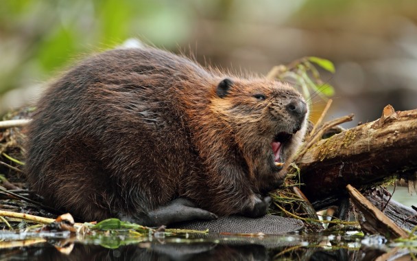Beaver 4K wallpapers for your desktop or mobile screen free and easy to  download