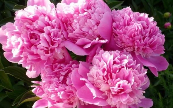 gentle wallpaper,flower,flowering plant,plant,petal,pink (#213618 ...