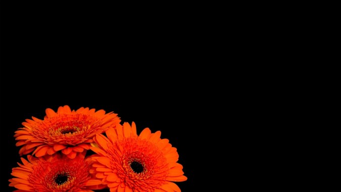 Angenehme Tapeten Fur Handys Barberton Ganseblumchen Gerbera Blume Orange Rot 225555 Wallpaperuse