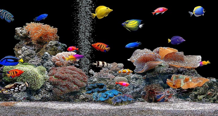 動く魚壁紙無料ダウンロード サンゴ礁 リーフ 石サンゴ 海洋生物学 水族館 Wallpaperuse