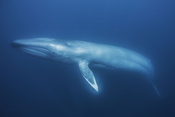 blue whale wallpaper hd,marine mammal,marine biology,cetacea,underwater ...