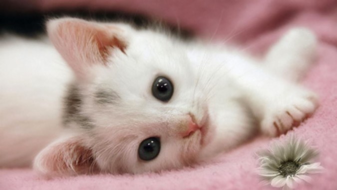 ガンバル壁紙かわいい ネコ 中型から中型の猫 ネコ科 ひげ 子猫 Wallpaperuse
