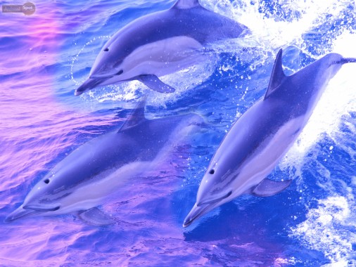 Dolphins +Sound Live Wallpaper APK for Android Download