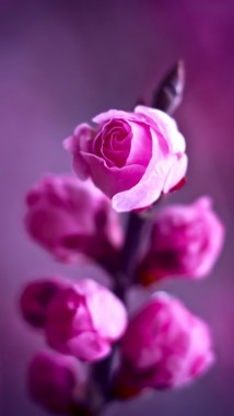 無料のピンクのバラの写真の壁紙壁紙 ピンクのバラの写真の壁紙壁紙ダウンロード Wallpaperuse 1