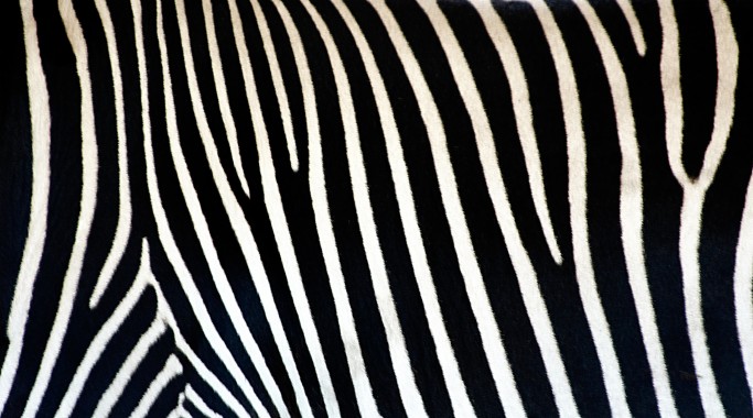zebra stripe wallpaper,pattern,monochrome,black and white,line,design ...