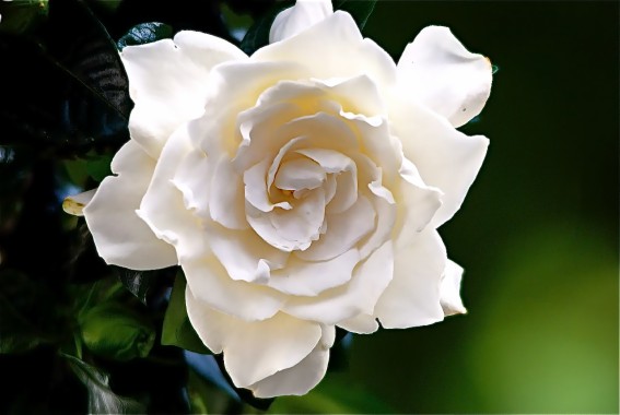 gardenia wallpaper,flower,flowering plant,julia child rose,white,petal ...