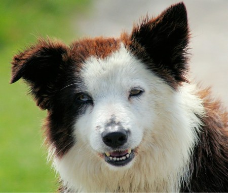 コリーの壁紙,犬,オーストラリアンコリー,ボーダーコリー,コンパニオンドッグ,鼻 (363198) WallpaperUse