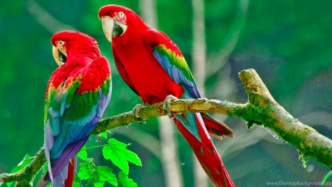 Parrot Photos, Download The BEST Free Parrot Stock Photos & HD Images