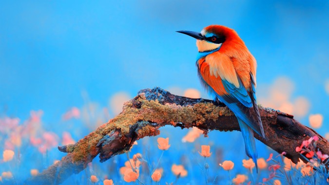 birds wallpaper for mobile,bird,beak,coraciiformes,wildlife,bee eater ...