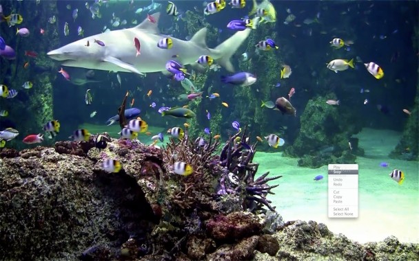 Download Screensaver Aquarium 3d Gratis Image Num 85