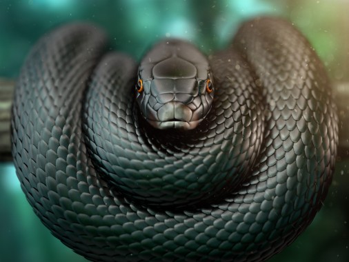 黒マンバの壁紙 蛇 爬虫類 ヘビ 3dモデリング Python Wallpaperuse
