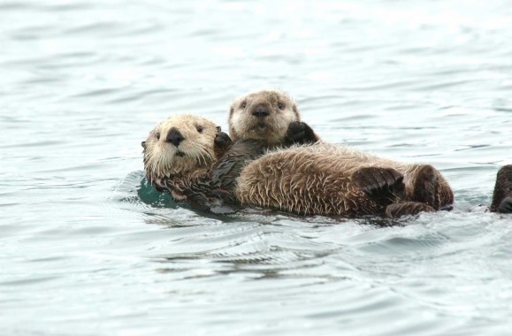 sea otter wallpaper,vertebrate,mammal,otter,wildlife,sea otter (#392744 ...