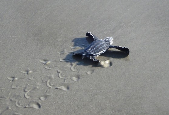 Fond D Ecran Bebe Tortue De Mer Tortue De Mer Tortue De Mer Olive Ridley Tortue Tortue Verte Tortue De Mer Kemps Ridley Wallpaperuse Fond D Ecran Bebe Tortue De Mer Tortue De Mer Tortue De Mer Olive Ridley Tortue Tortue Verte Tortue De Mer Kemps Ridley Wallpaperuse