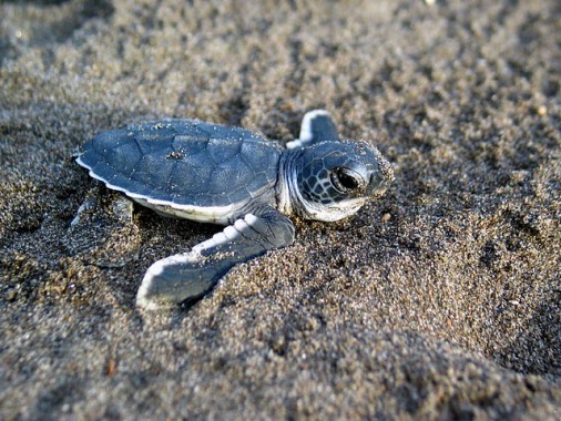 Fond D Ecran Bebe Tortue De Mer Tortue De Mer Tortue De Mer Olive Ridley Tortue Verte Tortue Tortue Caouanne Wallpaperuse