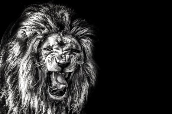ライオンのhdの壁紙 ライオン 黒 とどろく 黒と白 野生動物 Wallpaperuse