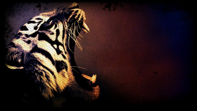 Fire Tiger 3D Ai - Free photo on Pixabay - Pixabay