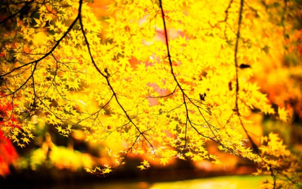 yellow tree wallpaper,tree,leaf,branch,plant,deciduous (#482735 ...