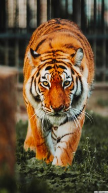 タイガー壁紙 虎 陸生動物 野生動物 ベンガルトラ シベリアンタイガー Wallpaperuse