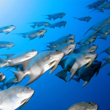 魚をテーマにした壁紙 魚 海洋生物学 水中 魚 サンゴ礁の魚 Wallpaperuse