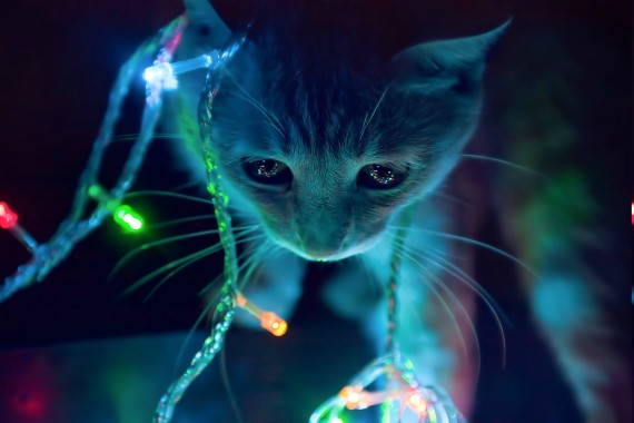 anime cat wallpaper,cat,whiskers,felidae,light,blue (#528114 ...