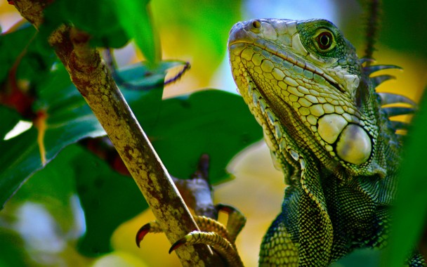 iguana wallpaper,reptile,iguana,lizard,green iguana,green (#548741 ...