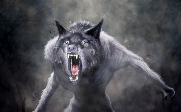 オオカミのデスクトップの壁紙 狼 野生動物 カニスループスツンドララム レッドウルフ クンミン ウルフドッグ Wallpaperuse