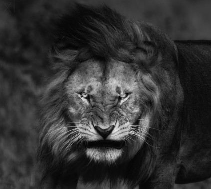 Fond D Ecran De Lion En Colere Lion Faune Felides Lion Masai Noir Wallpaperuse