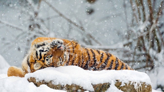 虎のhdの壁紙 虎 ベンガルトラ シベリアンタイガー 野生動物 ネコ科 Wallpaperuse