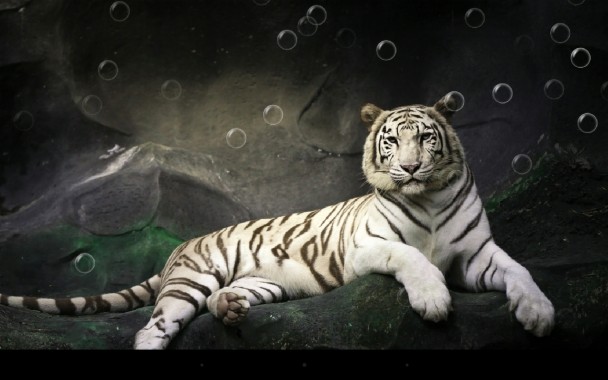 3d Black Tiger Wallpaper Image Num 80