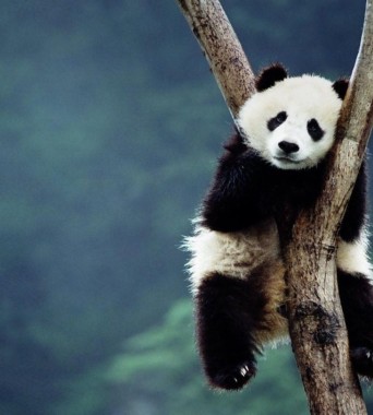 かわいいパンダの壁紙 パンダ 陸生動物 鼻 くま レッサーパンダ Wallpaperuse