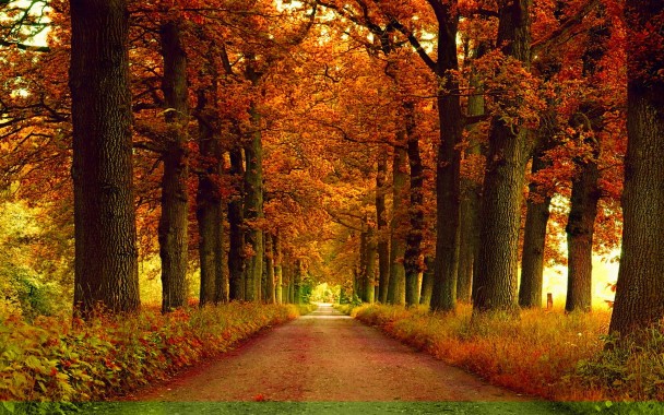 秋のデスクトップの壁紙無料 木 自然の風景 自然 葉 秋 7165 Wallpaperuse