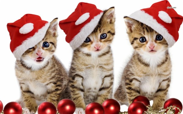 クリスマス猫の壁紙 ネコ 中型から中型の猫 ネコ科 子猫 クリスマス Wallpaperuse