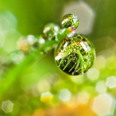 5d wallpapers hd,water,green,macro photography,nature,dew (#817059 ...