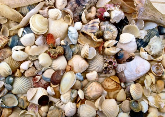 shell wallpaper,cockle,shell,clam,bivalve,molluscs (#840156) - WallpaperUse