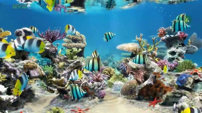 Coral Reef Aquarium 3d Animated Wallpaper Image Num 69