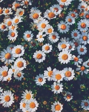 Mood Wallpaper App Flower Daisy Chamomile Plant Oxeye Daisy Wallpaperuse