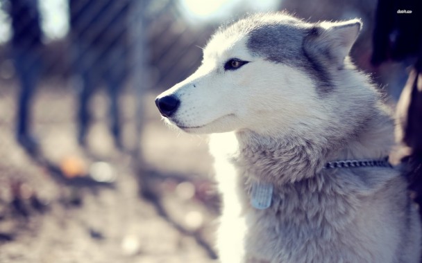 ハスキー壁紙 犬 グリーンランド犬 シベリアンハスキー アラスカのマラミュート サハリンハスキー Wallpaperuse