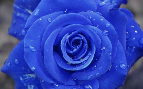 バラのhdの壁紙1080p 花 ローズ 開花植物 青い 青いバラ Wallpaperuse