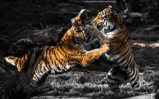 Wallpaper Lion and Tiger, Hewan, , wallpaper, singa, dan harimau, Wallpaper  HD | Wallpaperbetter