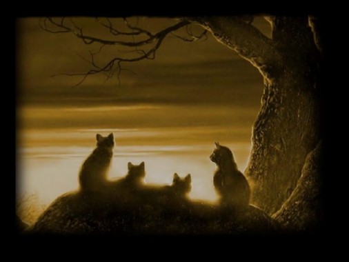 fond d&#39;écran de chat de chat,chat,félidés,chats de petite à moyenne  taille,moustaches,chaton (#309322) - WallpaperUse