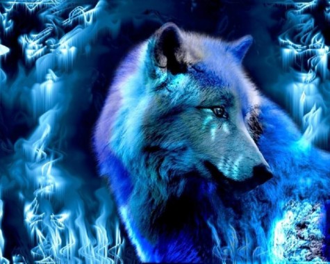 クールなオオカミの壁紙 青い 狼 野生動物 鼻 狼犬 Wallpaperuse
